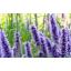 MW-blog-the-sacred-herb-hyssop.jpg